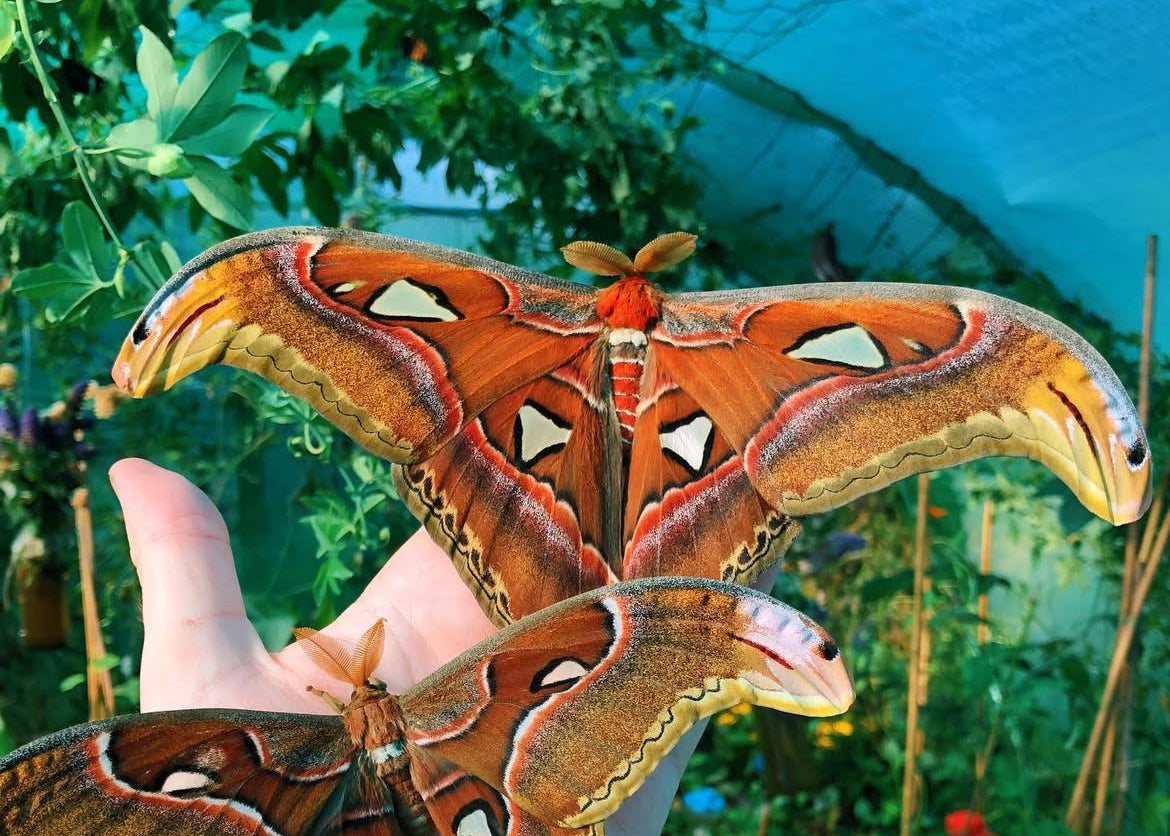 Giant Atlas Moth (male)