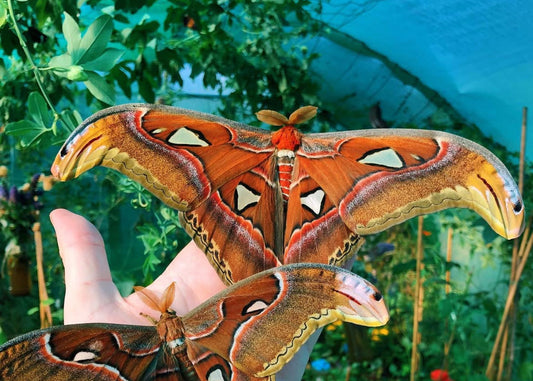 Giant Atlas Moth (male)