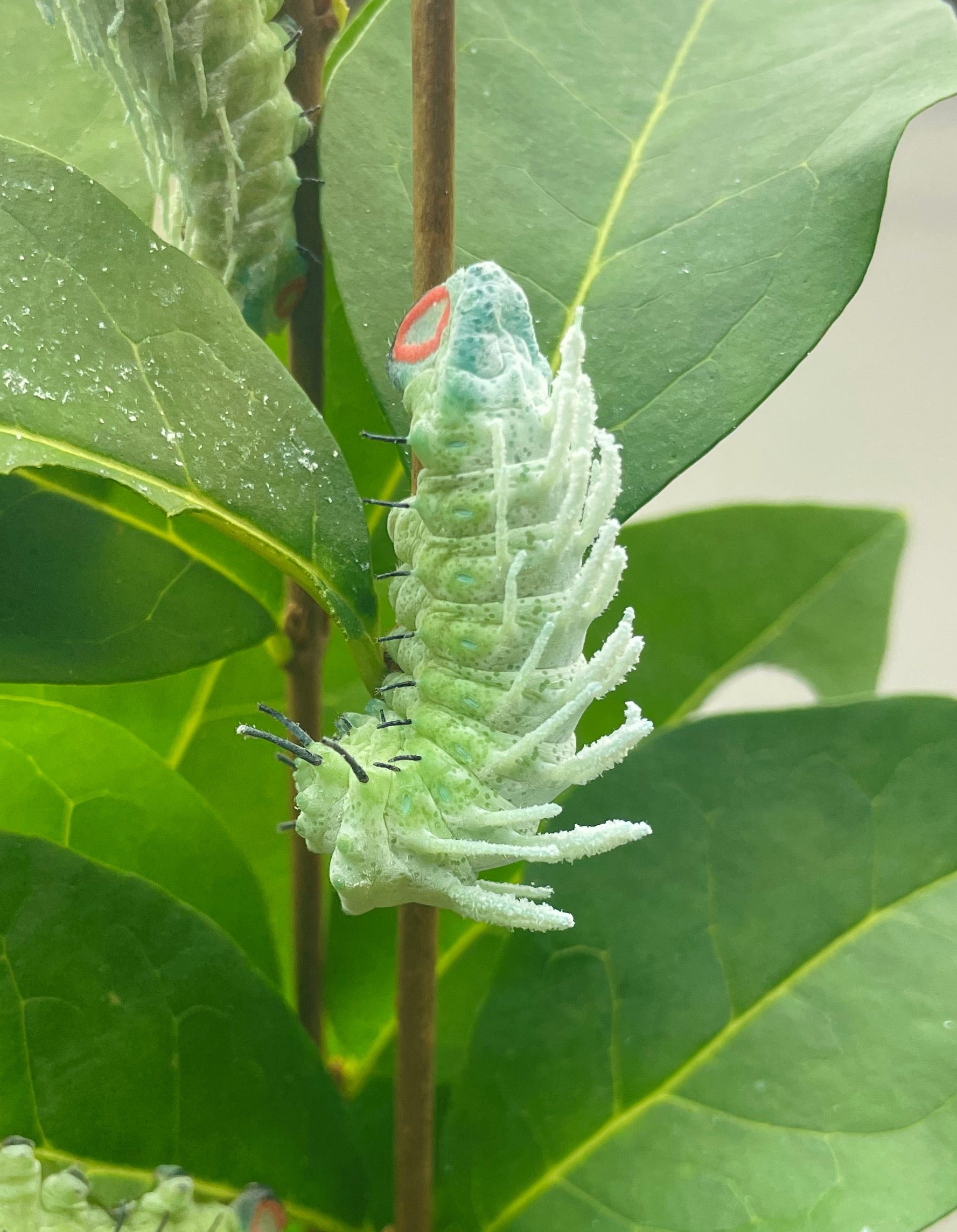 Live butterflies and moths for sale online UK. Order eggs, caterpillars, pupae, and cocoons. Watch the lifecycle unfold with insects to rear at home!