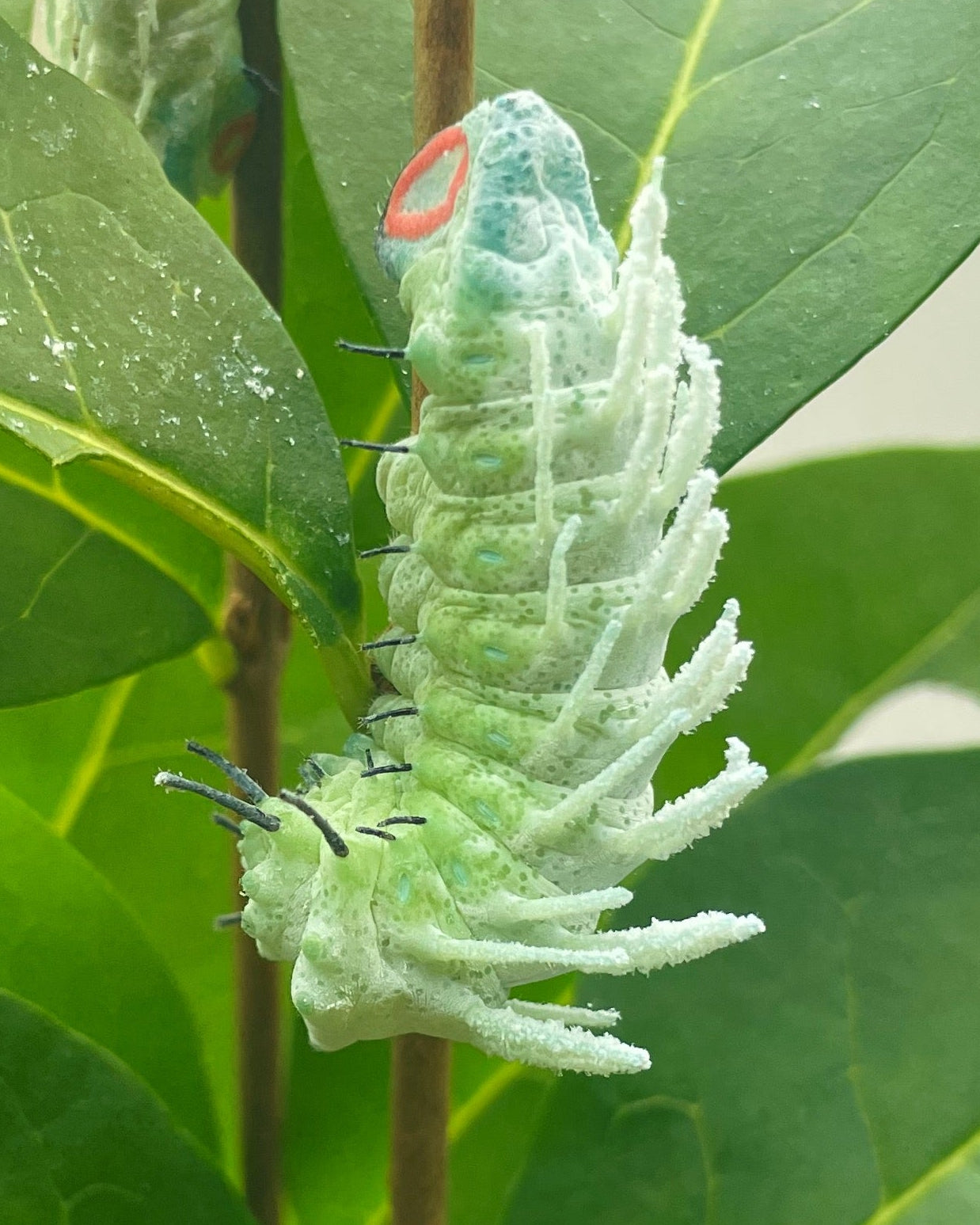 Live butterflies and moths for sale online UK. Order eggs, caterpillars, pupae, and cocoons. Watch the lifecycle unfold with insects to rear at home!