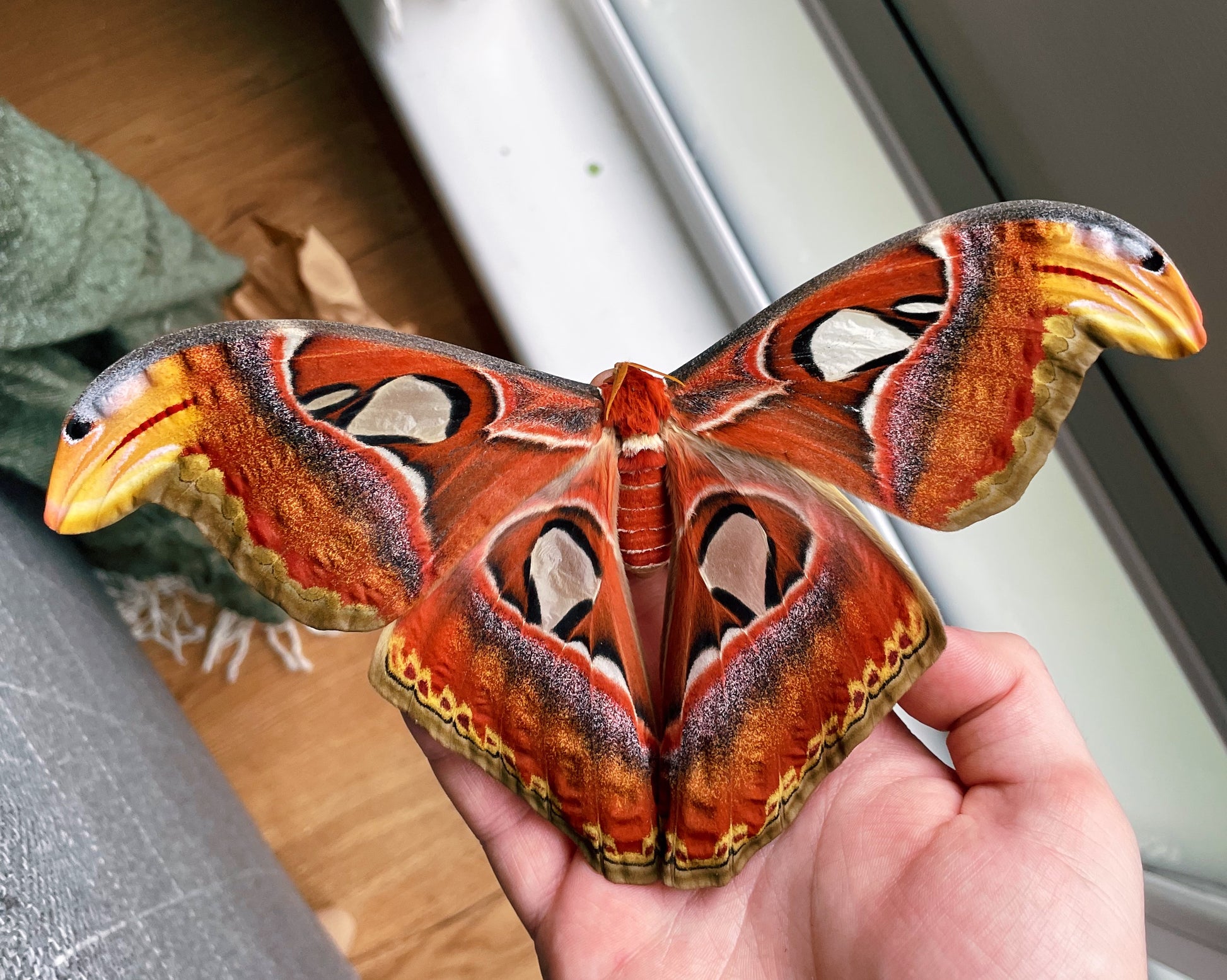 Live butterflies and moths for sale online UK. Order eggs, caterpillars, pupae, and cocoons. Watch the lifecycle unfold with insects to rear at home!