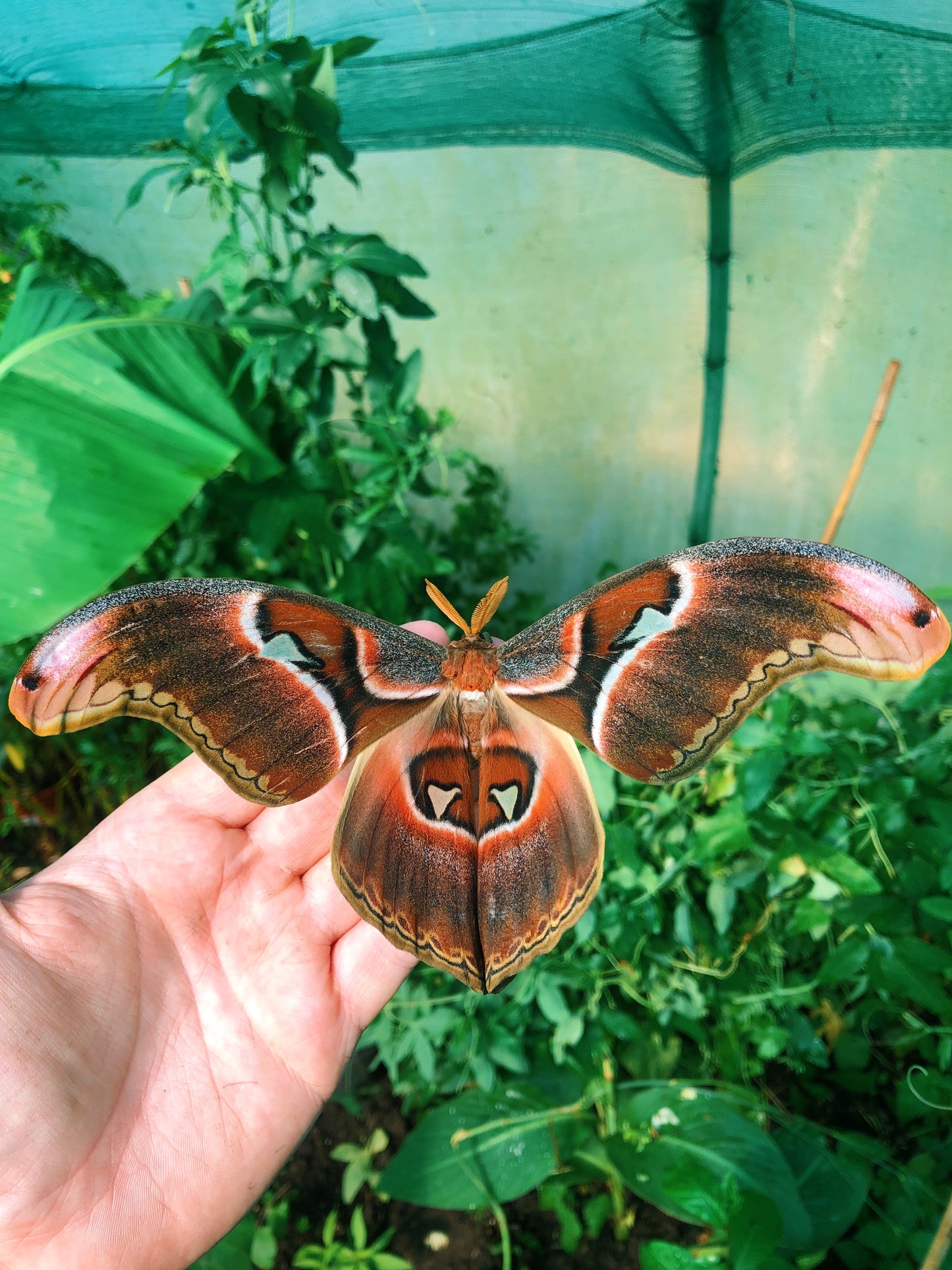 Live butterflies and moths for sale online UK. Order eggs, caterpillars, pupae, and cocoons. Watch the lifecycle unfold with insects to rear at home!