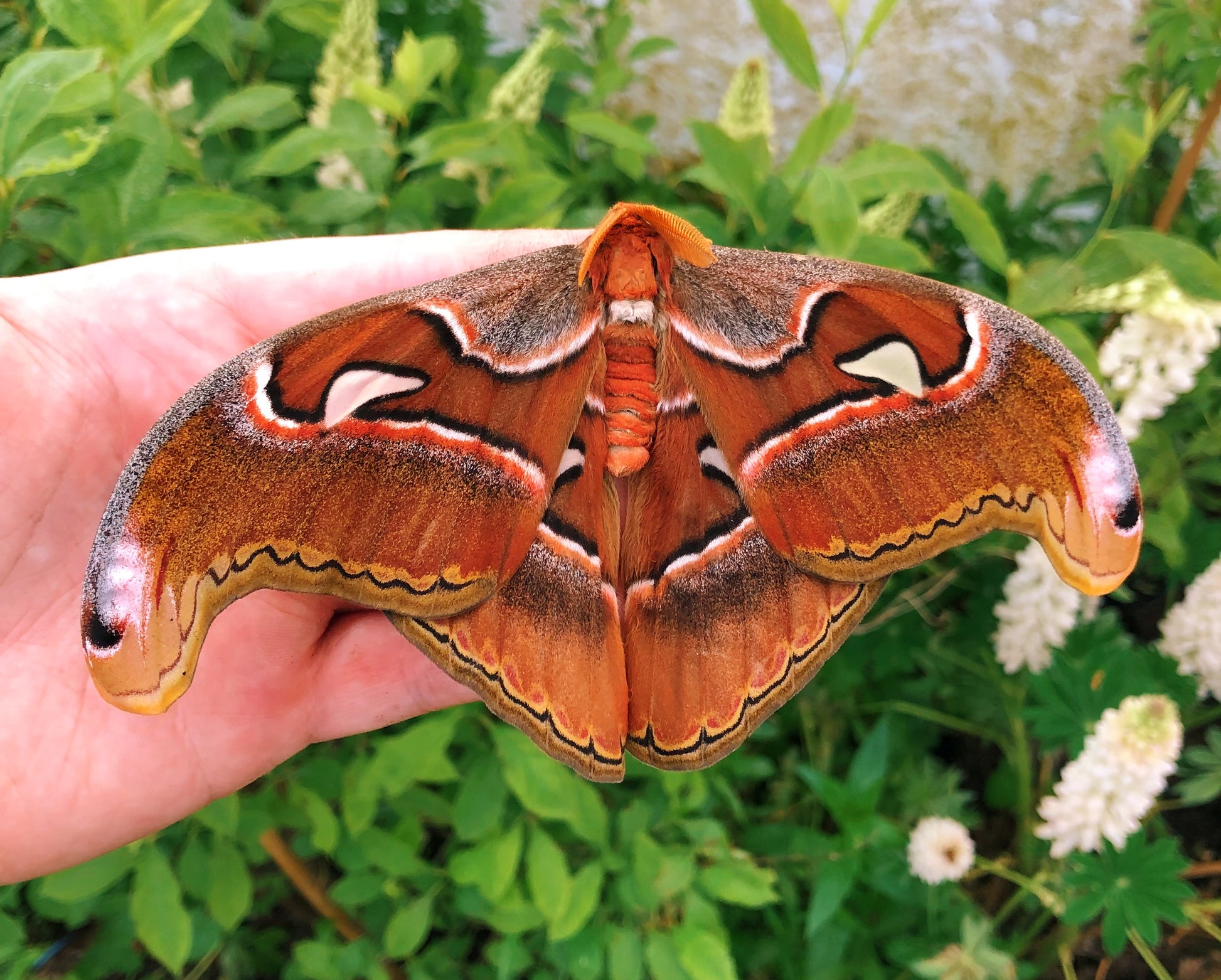 Live butterflies and moths for sale online UK. Order eggs, caterpillars, pupae, and cocoons. Watch the lifecycle unfold with insects to rear at home!