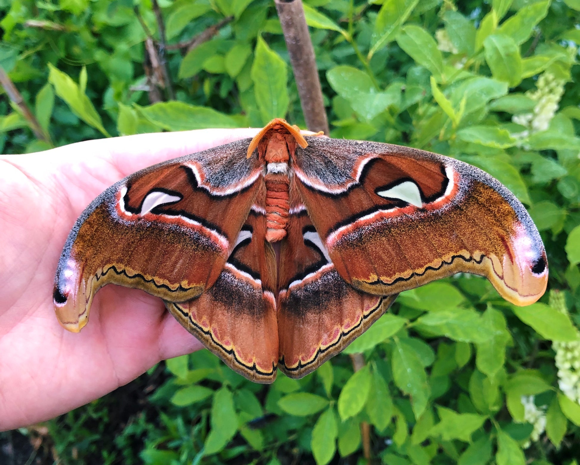 Live butterflies and moths for sale online UK. Order eggs, caterpillars, pupae, and cocoons. Watch the lifecycle unfold with insects to rear at home!