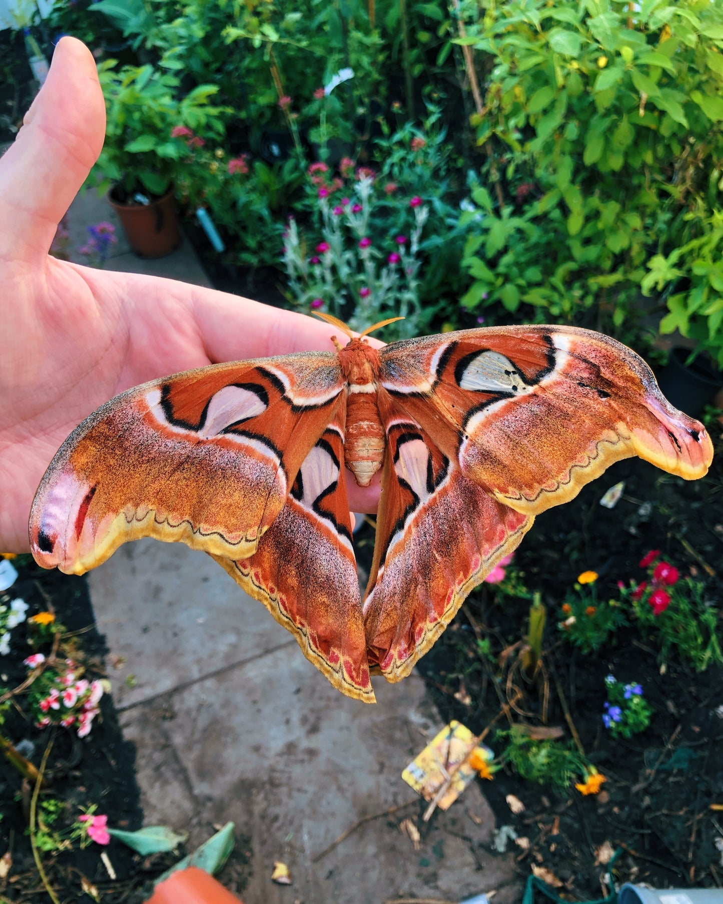 Live butterflies and moths for sale online UK. Order eggs, caterpillars, pupae, and cocoons. Watch the lifecycle unfold with insects to rear at home!