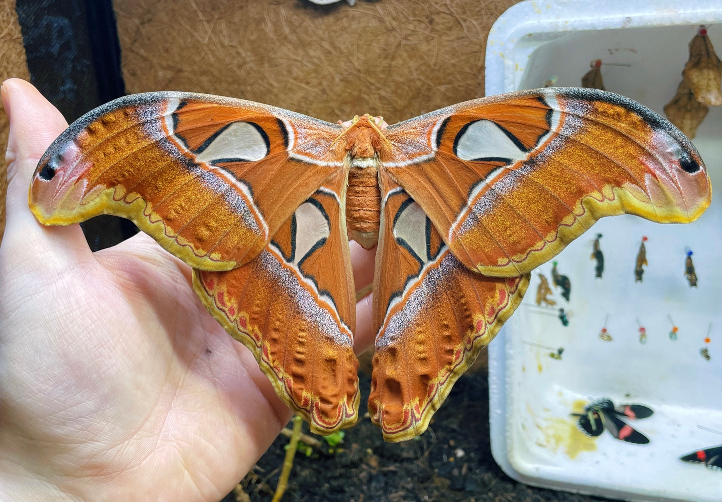 Live butterflies and moths for sale online UK. Order eggs, caterpillars, pupae, and cocoons. Watch the lifecycle unfold with insects to rear at home!