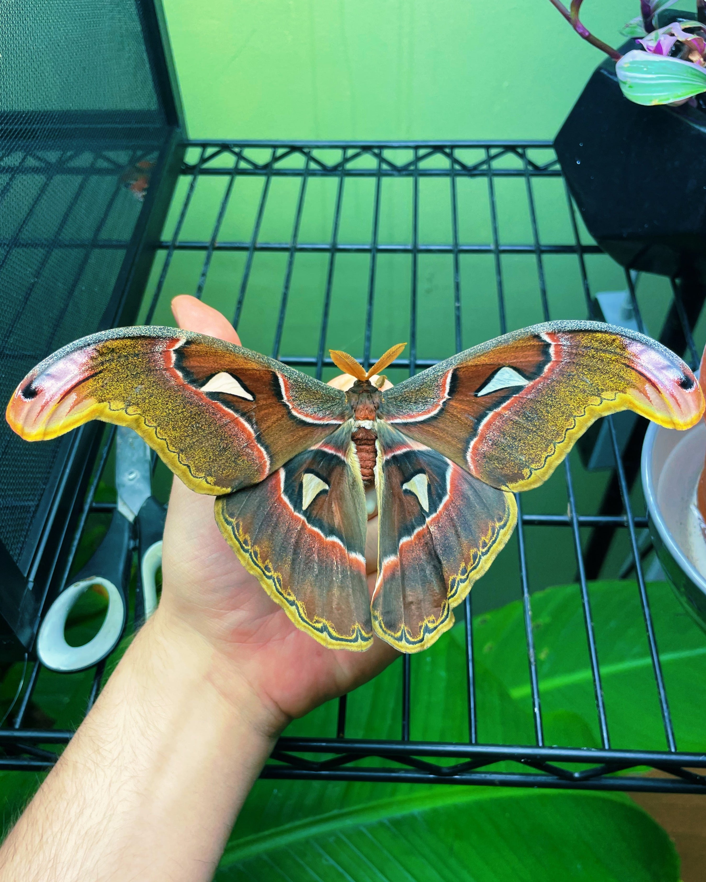 Philippine Atlas Moth | Attacus lorquinii EGGS – Bugs & Butterflies UK