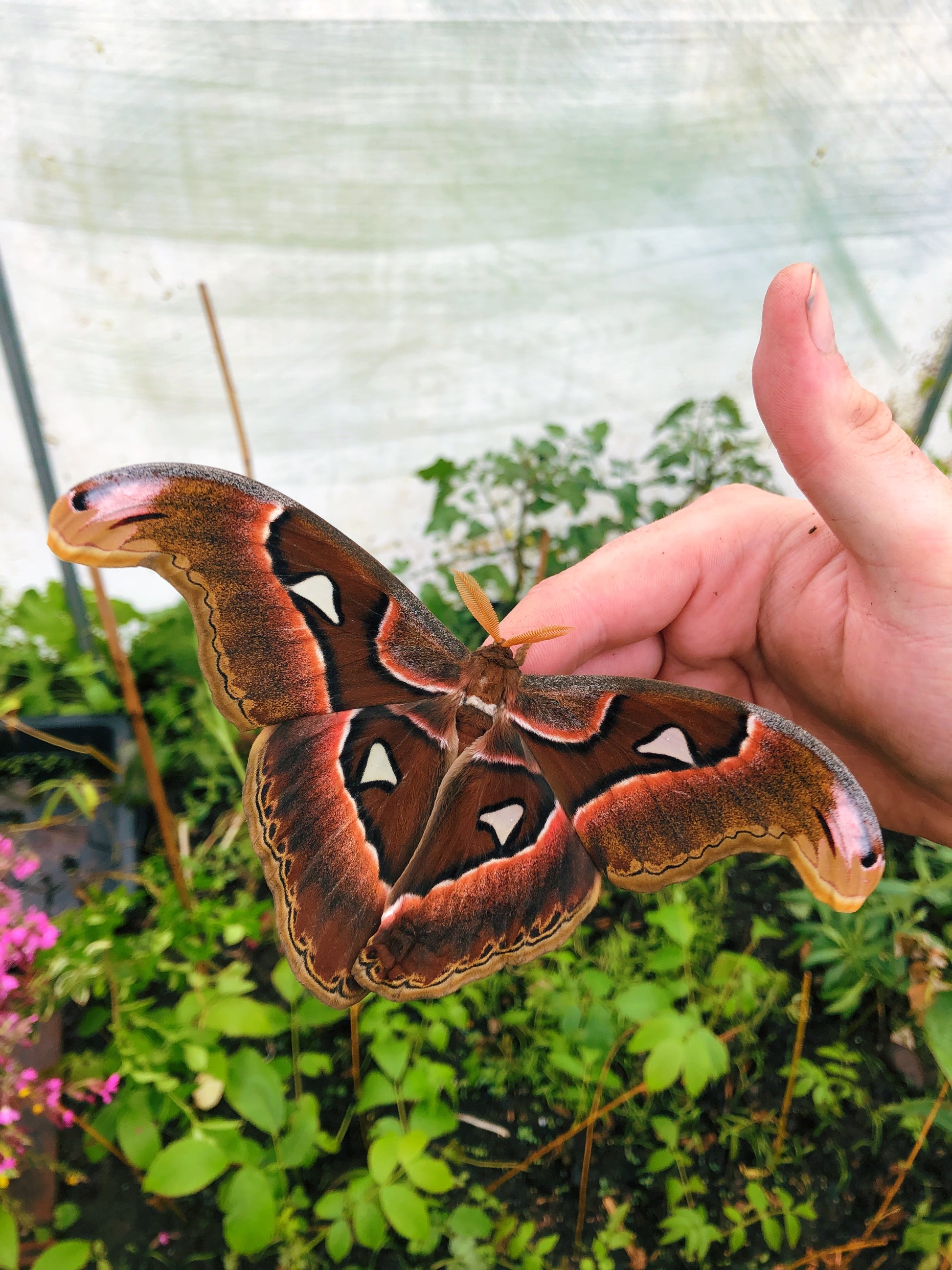 Live butterflies and moths for sale online UK. Order eggs, caterpillars, pupae, and cocoons. Watch the lifecycle unfold with insects to rear at home!