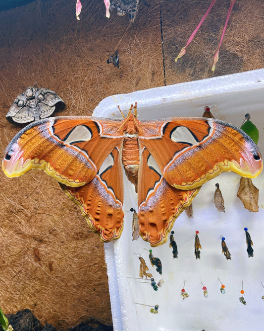 Live butterflies and moths for sale online UK. Order eggs, caterpillars, pupae, and cocoons. Watch the lifecycle unfold with insects to rear at home!