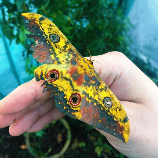 Cat Eye Emperor moth