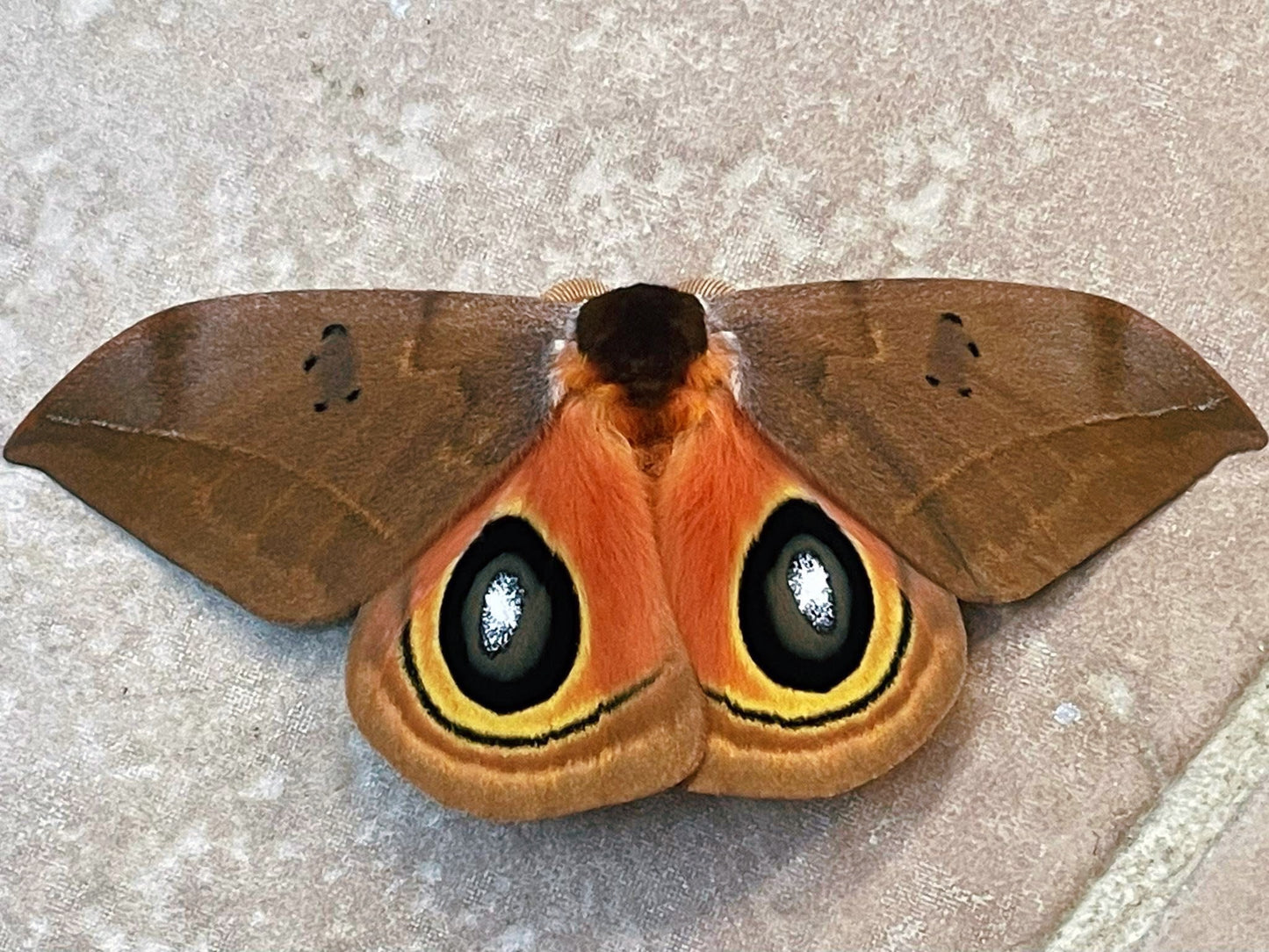 Automeris excreta moth