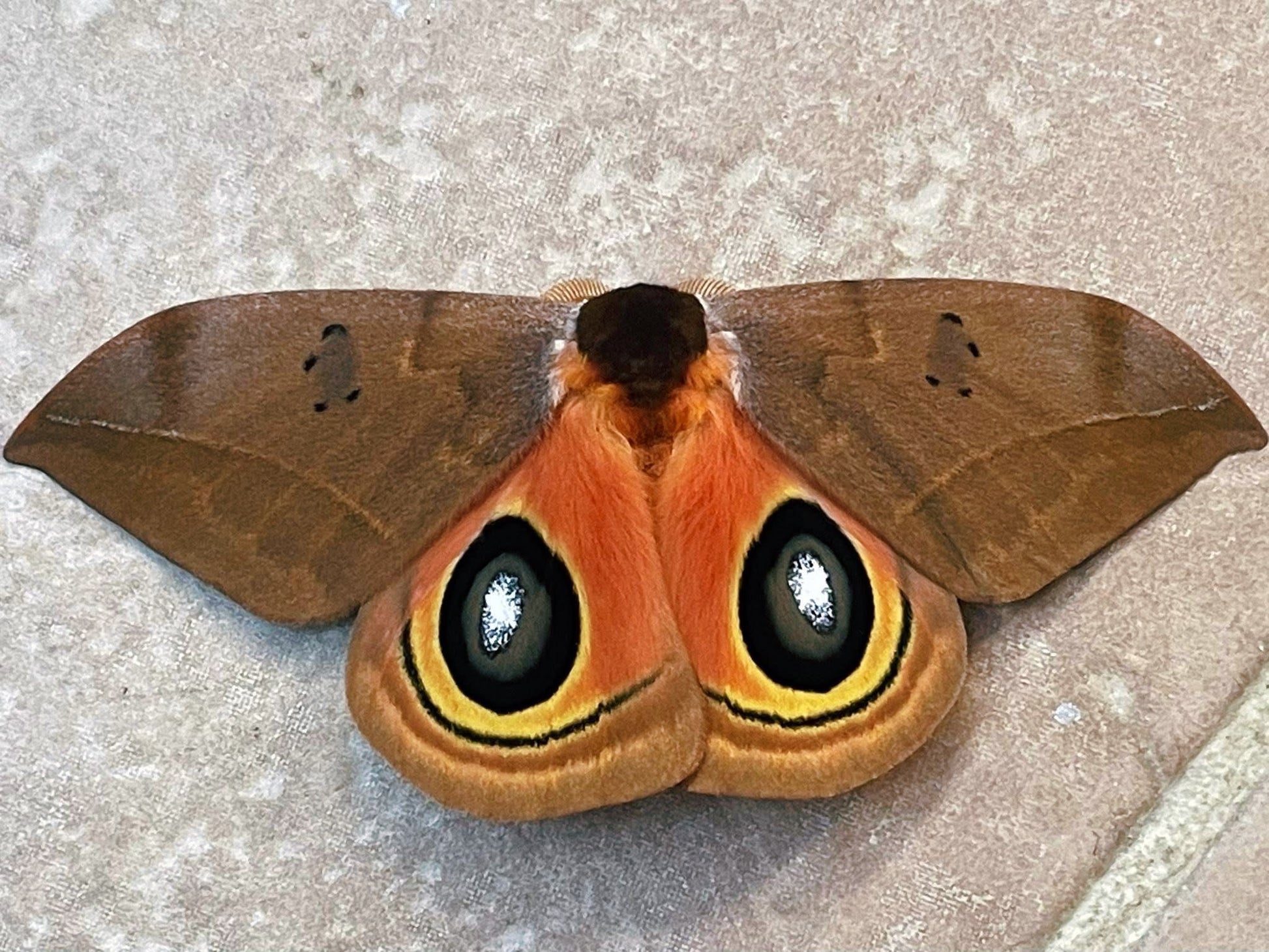 Automeris excreta moth
