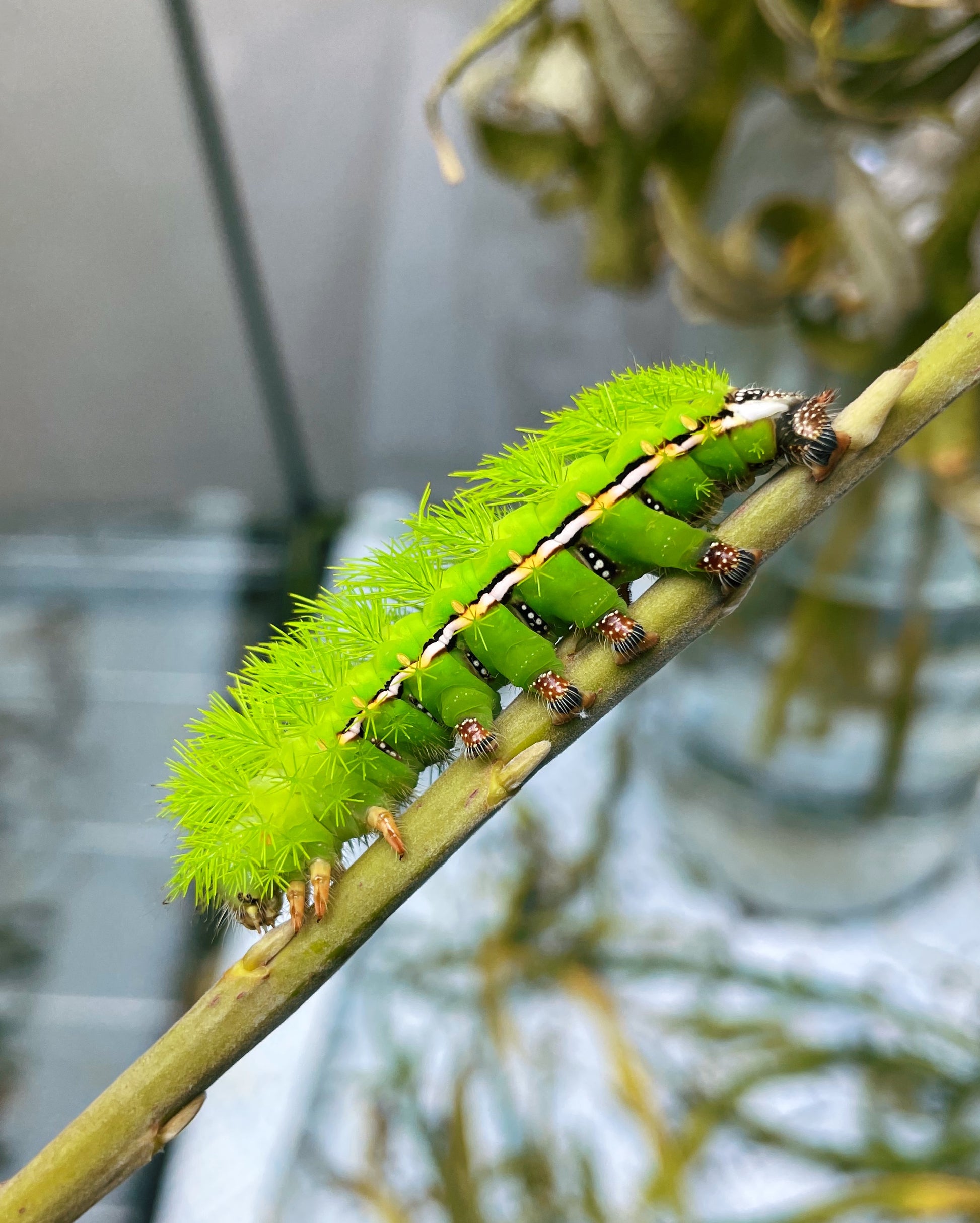 Bullseye Moth larvae