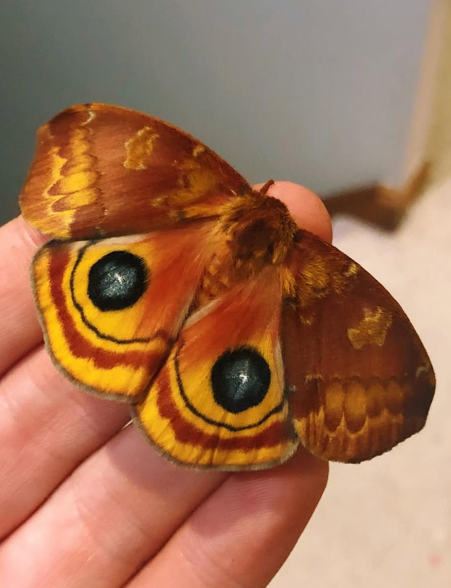 Live butterflies and moths for sale online UK. Buy eggs, caterpillars, pupae, and cocoons. Watch the lifecycle unfold with insects to rear at home!