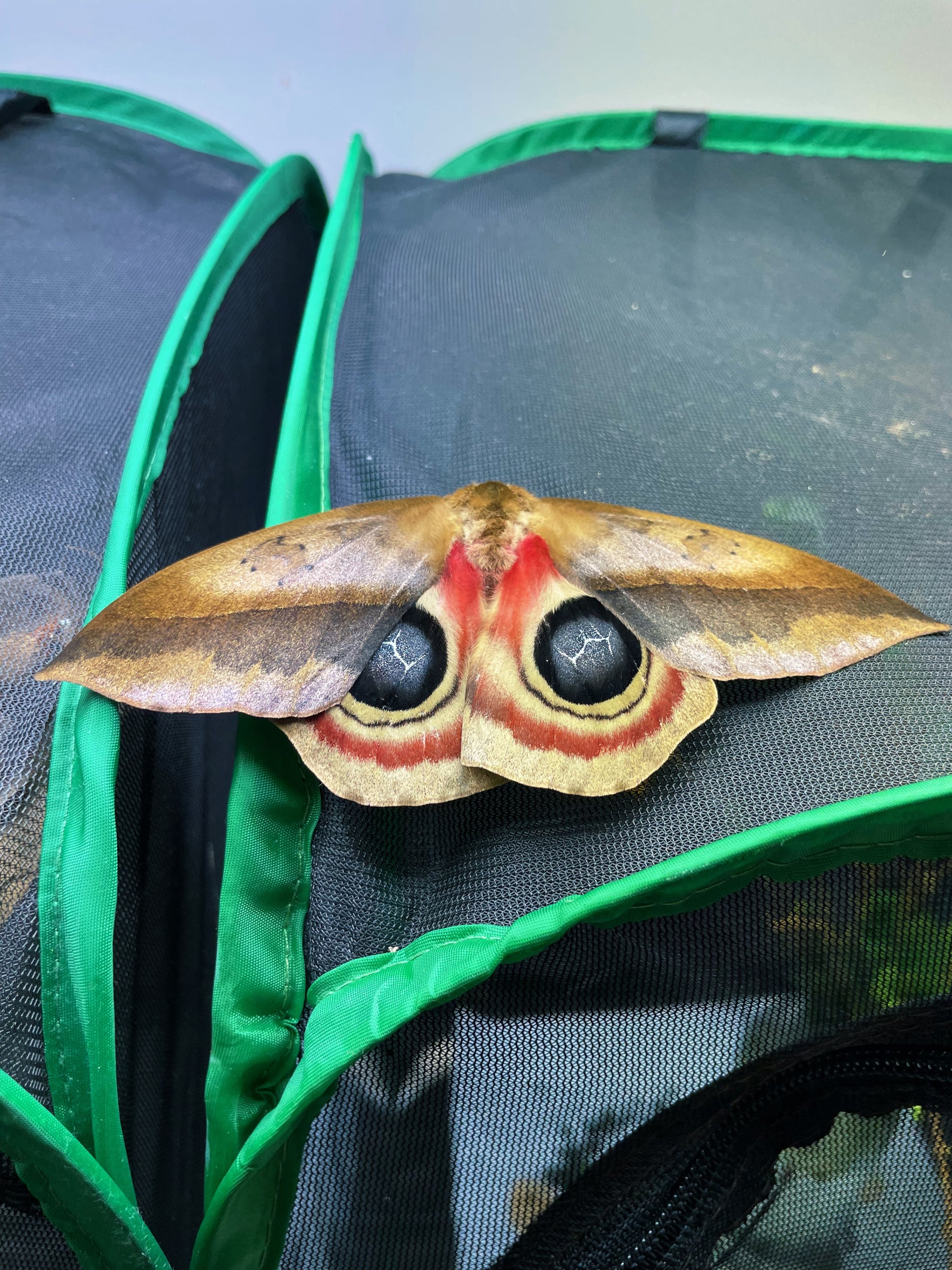 Bullseye Moth