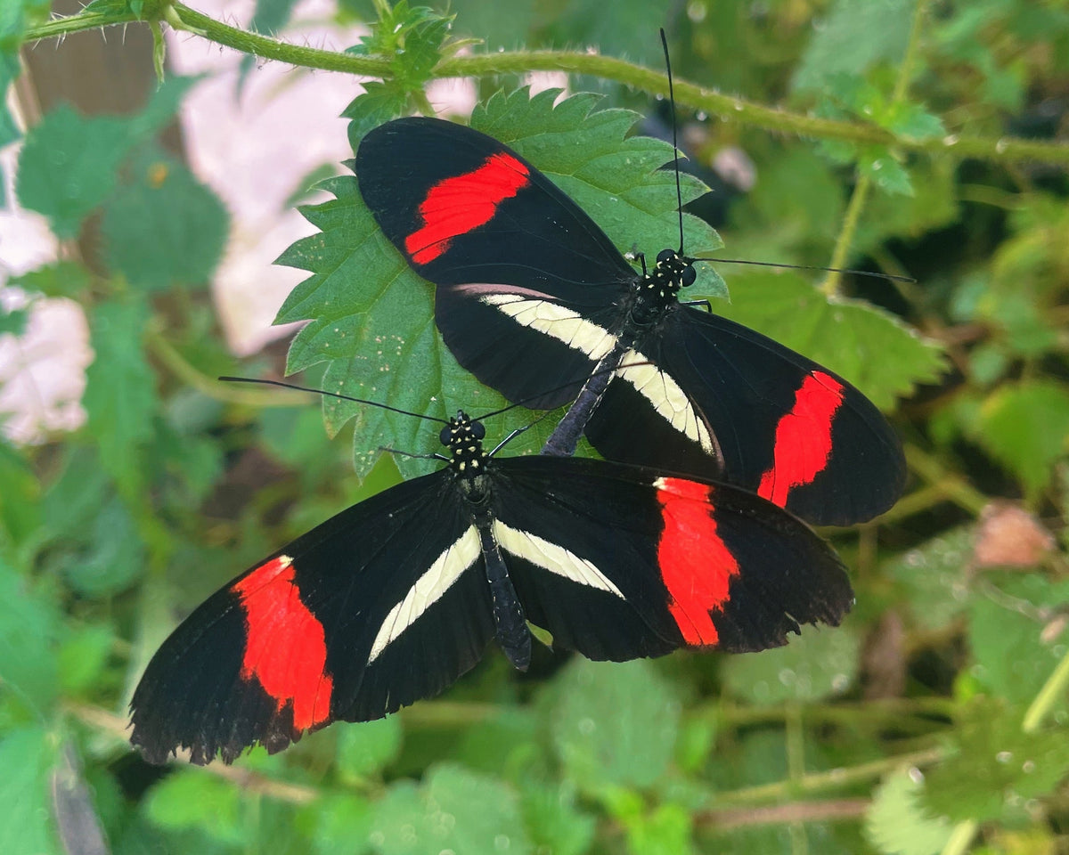 Postman Butterfly PUPAE (Heliconius melpomene)