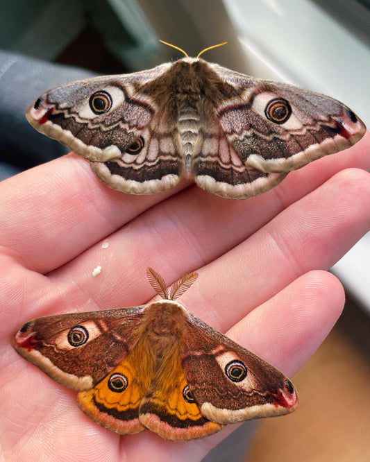 Emperor Moth COCOONS (Saturnia pavonia)