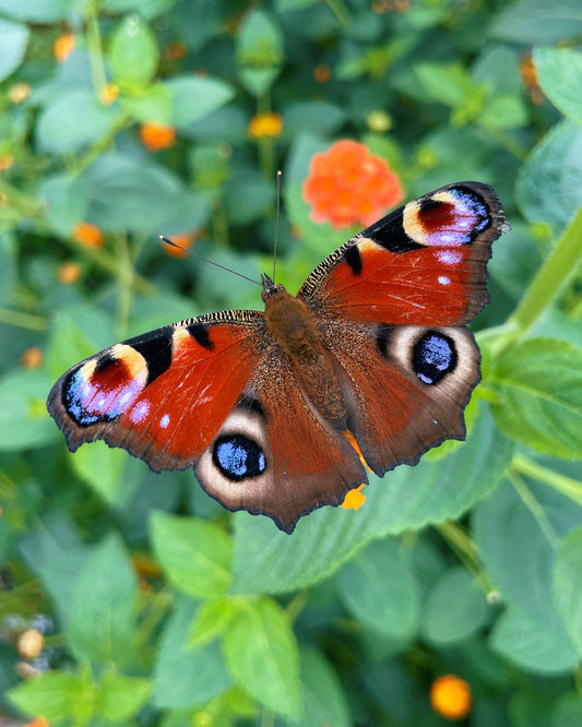 Peacock Butterfly PUPAE (Aglais io)