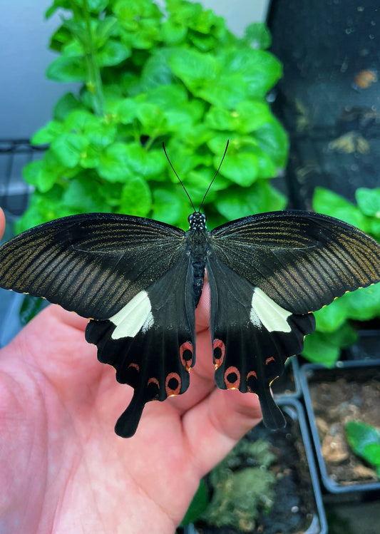Red Helen Butterfly PUPAE (Papilio helenus)