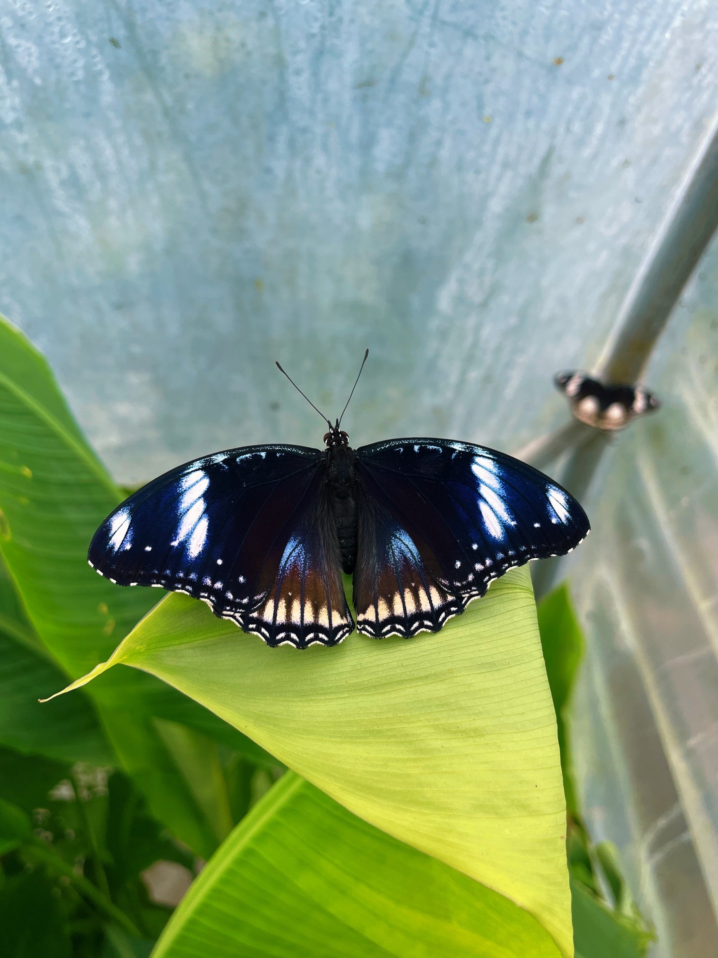 Blue Moon Butterfly EGGS (Hypolimas bolina)