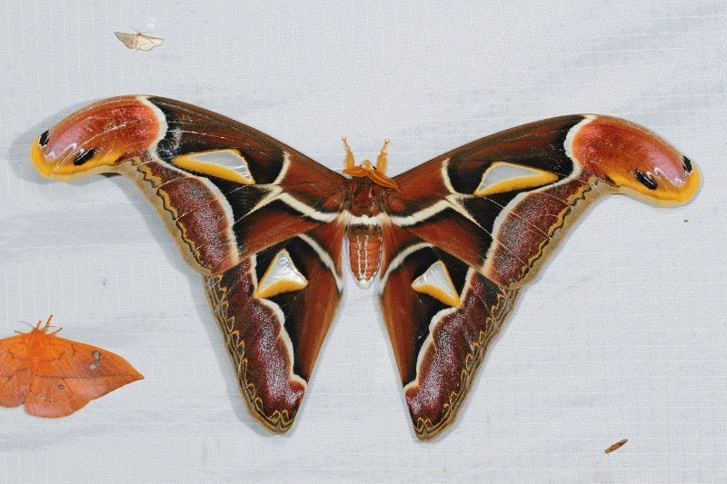 Malay Atlas Moth EGGS (Archaeoattacus malayanus)