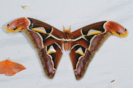 Malay Atlas Moth EGGS (Archaeoattacus malayanus)