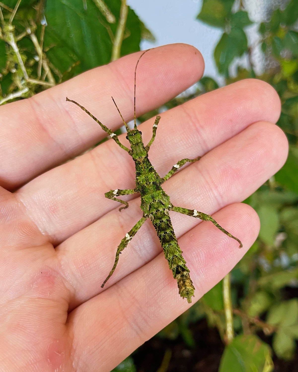 RARE Green Sunny Stick Insect NYMPHS (Sungaya inexpectata)