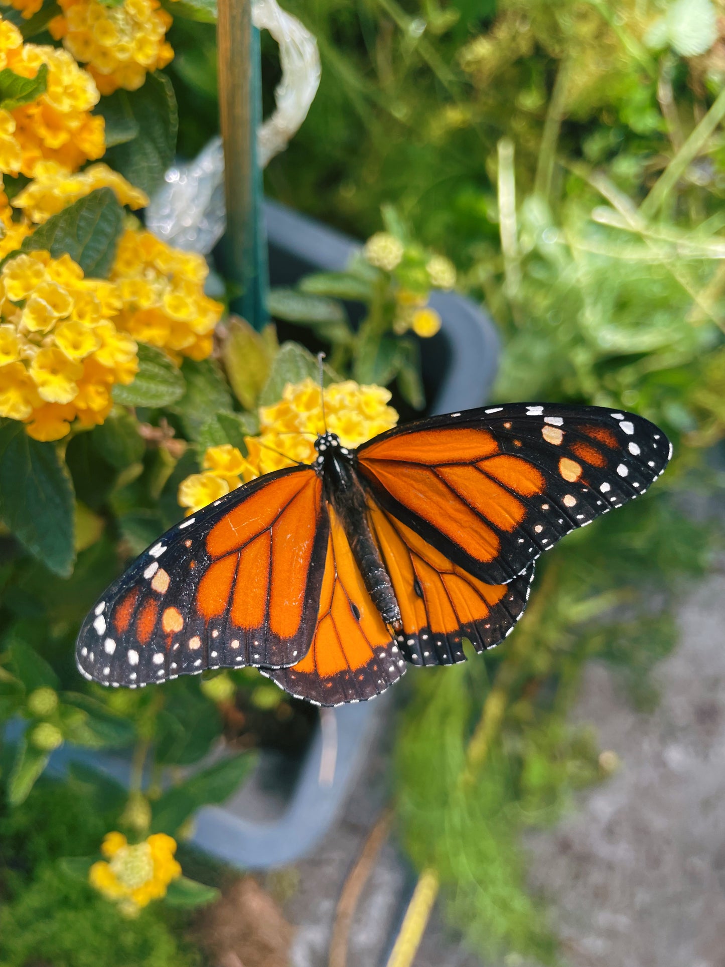 Monarch Butterfly (Danaus plexippus) | PUPAE