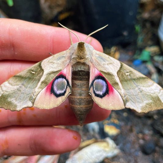 Eastern Eyed Hawk-Moth EGGS (Smerinthus planus)