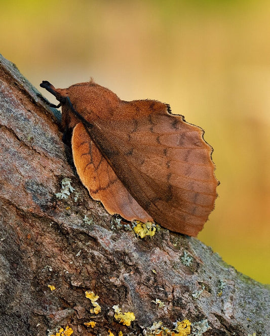 Lappet Moth CATERPILLARS (Gastropacha quercifolia)