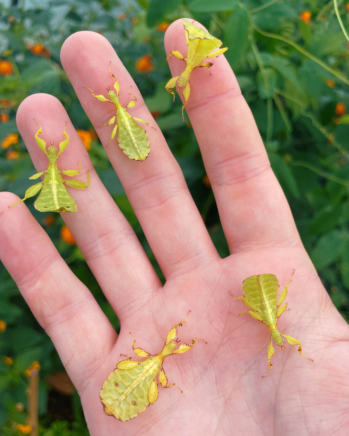 Autumn Leaf Insect NYMPHS (Phyllium tobeloense)