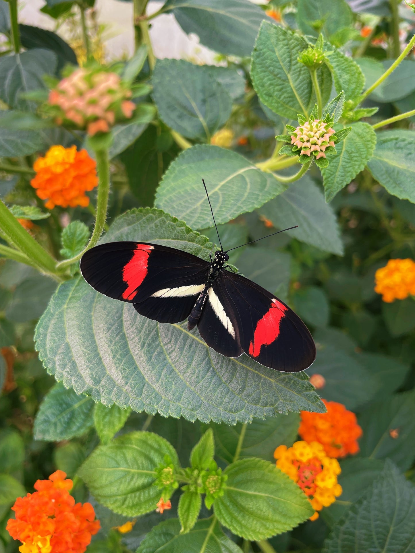 Postman Butterfly EGGS (Heliconius melpomene)