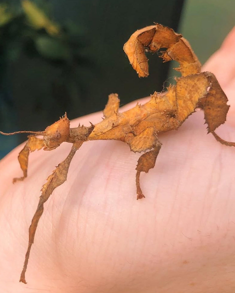 Giant Prickly Stick Insect EGGS (Extatosoma tiaratum)