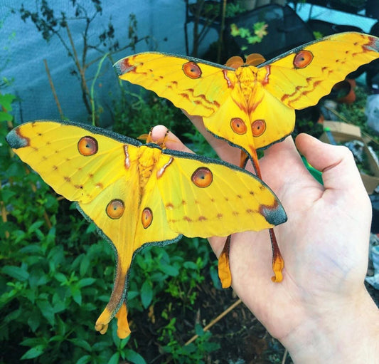 Madagascan Comet Moth COCOONS (Argema mittrei)