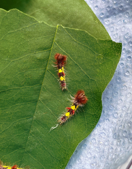 Blue Morpho Butterfly EGGS (Morpho helenor)