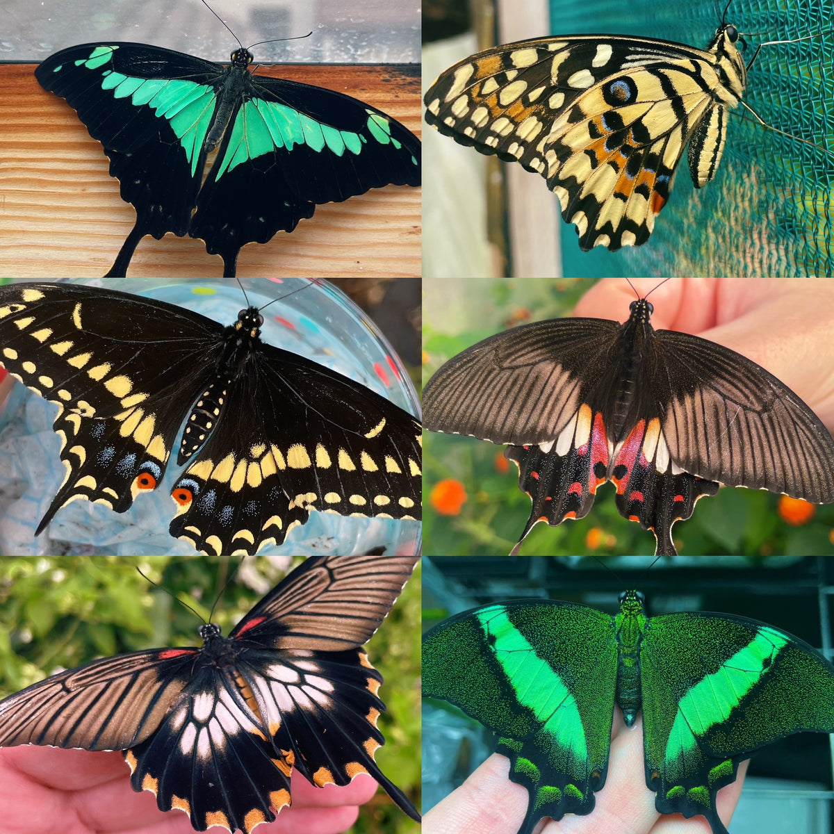 Assorted Swallowtail PUPAE (Papilioniidae)