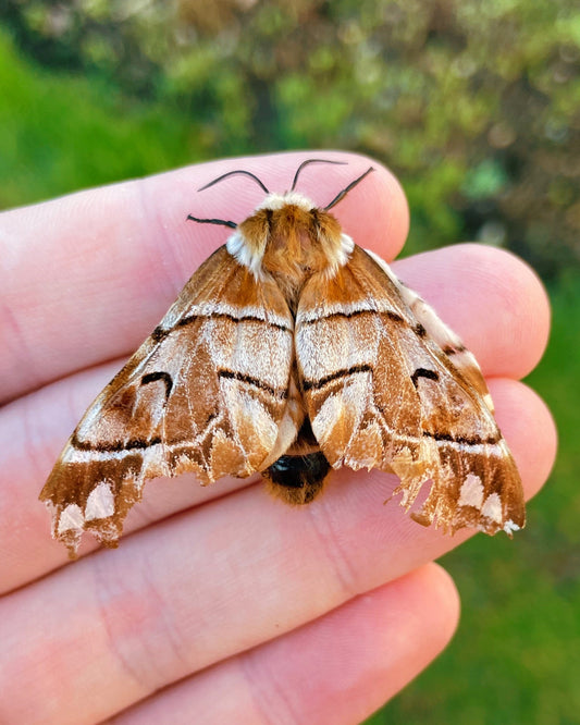 Kentish Glory EGGS (Endromis versicolora)