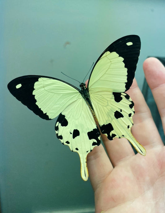 Mocker Swallowtail PUPAE (Papilio dardanus)
