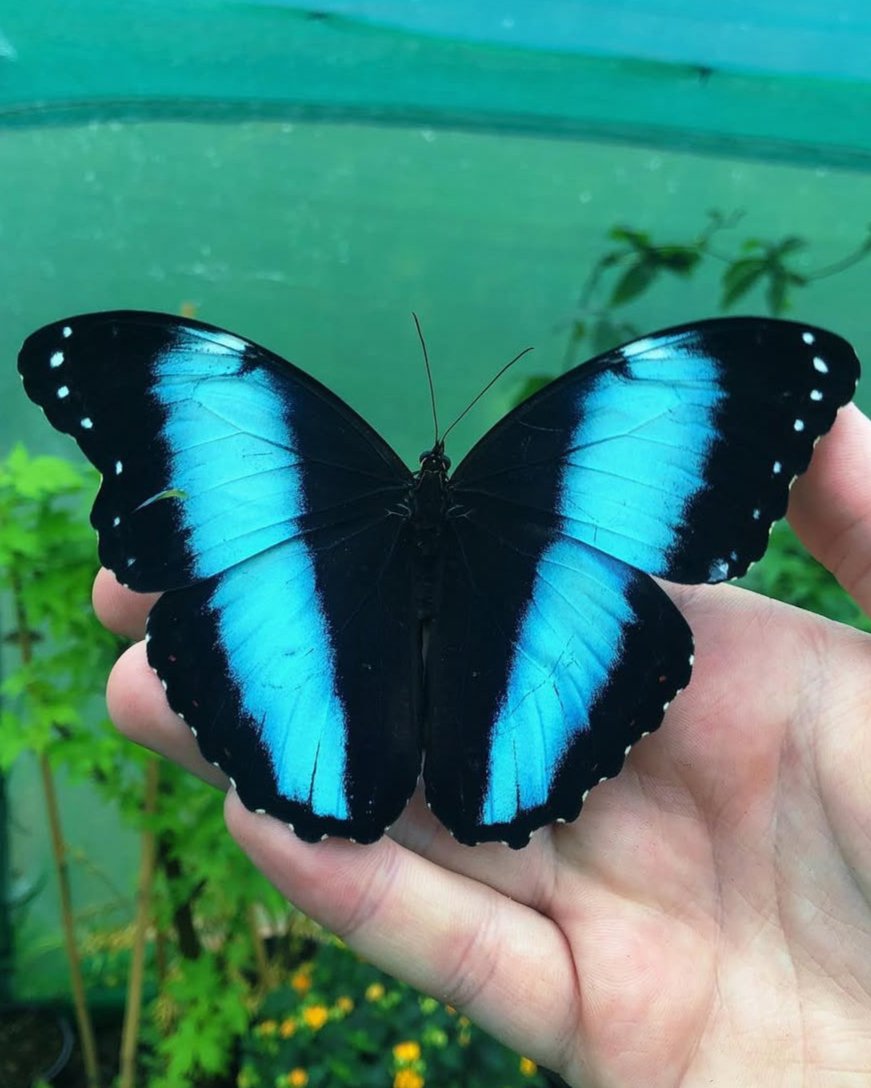 Live butterflies and moths for sale online UK. Order eggs, caterpillars, pupae, and cocoons. Watch the lifecycle unfold with insects to rear at home!