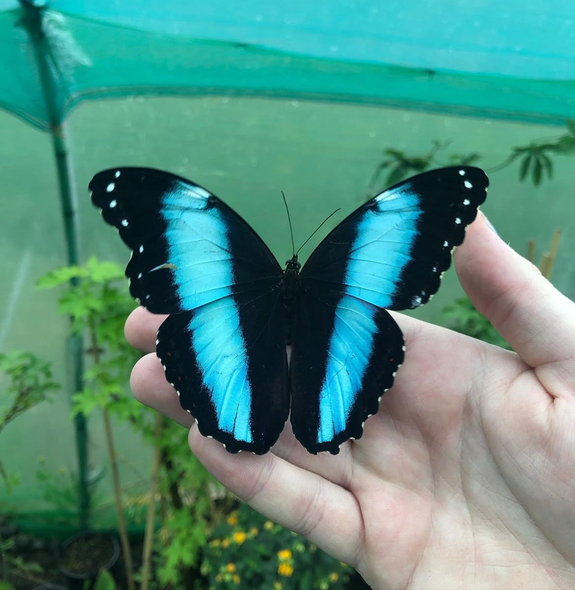 Live butterflies and moths for sale online UK. Order eggs, caterpillars, pupae, and cocoons. Watch the lifecycle unfold with insects to rear at home!