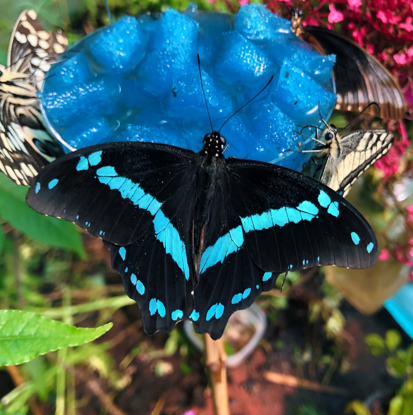 Live butterflies and moths for sale online UK. Order eggs, caterpillars, pupae, and cocoons. Watch the lifecycle unfold with insects to rear at home!