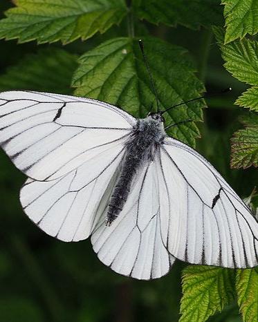 Black-Veined White Butterfly | Aporia crataegi PUPAE