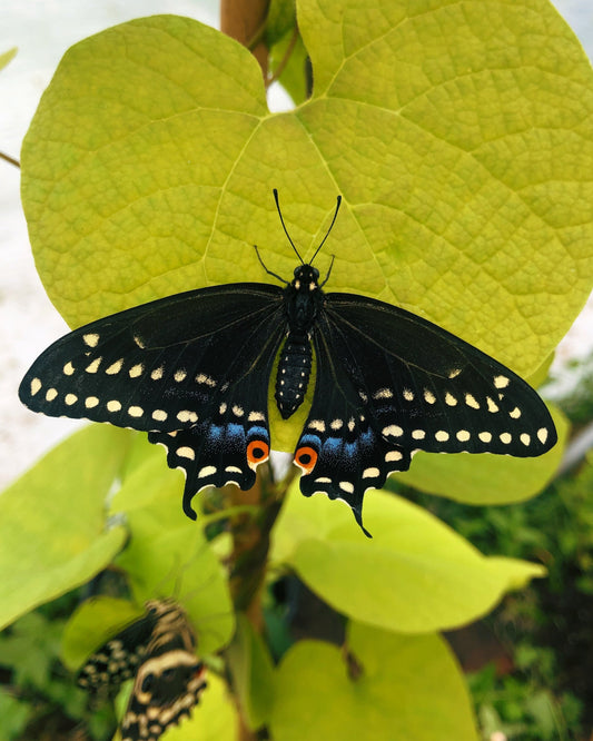 Live butterflies and moths for sale online UK. Buy eggs, caterpillars, pupae, and cocoons. Watch the lifecycle unfold with insects to rear at home!
