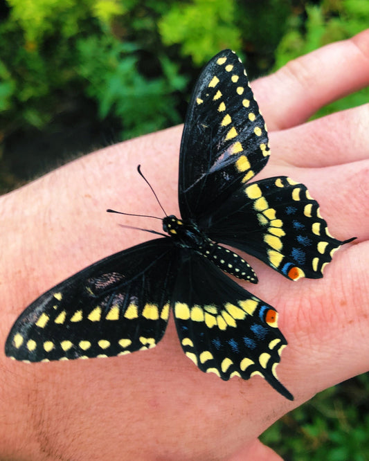 Live butterflies and moths for sale online UK. Buy eggs, caterpillars, pupae, and cocoons. Watch the lifecycle unfold with insects to rear at home!
