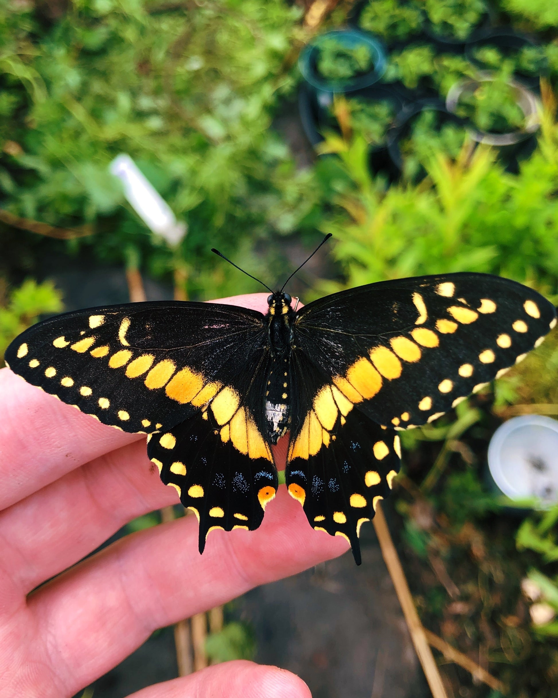 Live butterflies and moths for sale online UK. Order eggs, caterpillars, pupae, and cocoons. Watch the lifecycle unfold with insects to rear at home!