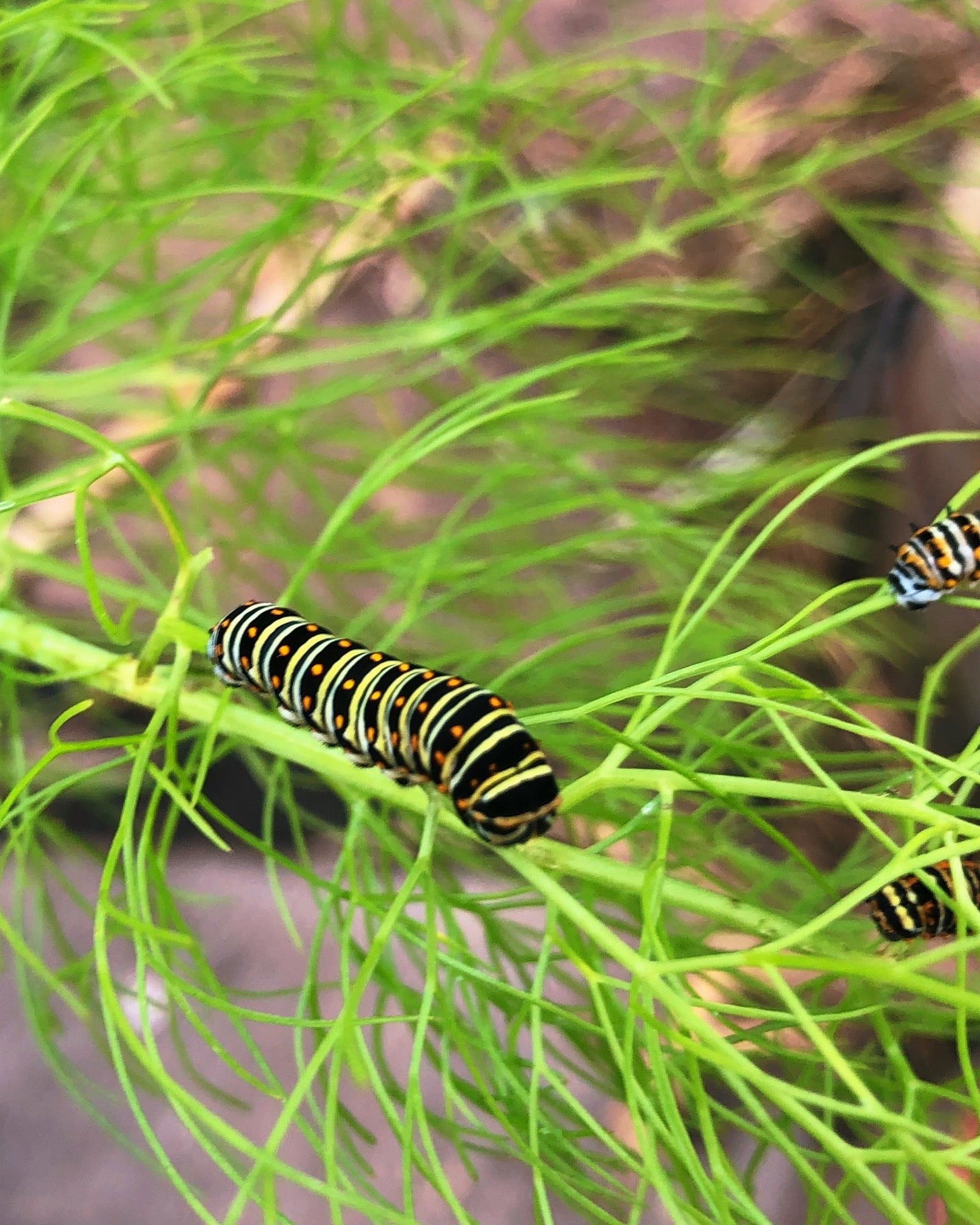 Live butterflies and moths for sale online UK. Order eggs, caterpillars, pupae, and cocoons. Watch the lifecycle unfold with insects to rear at home!