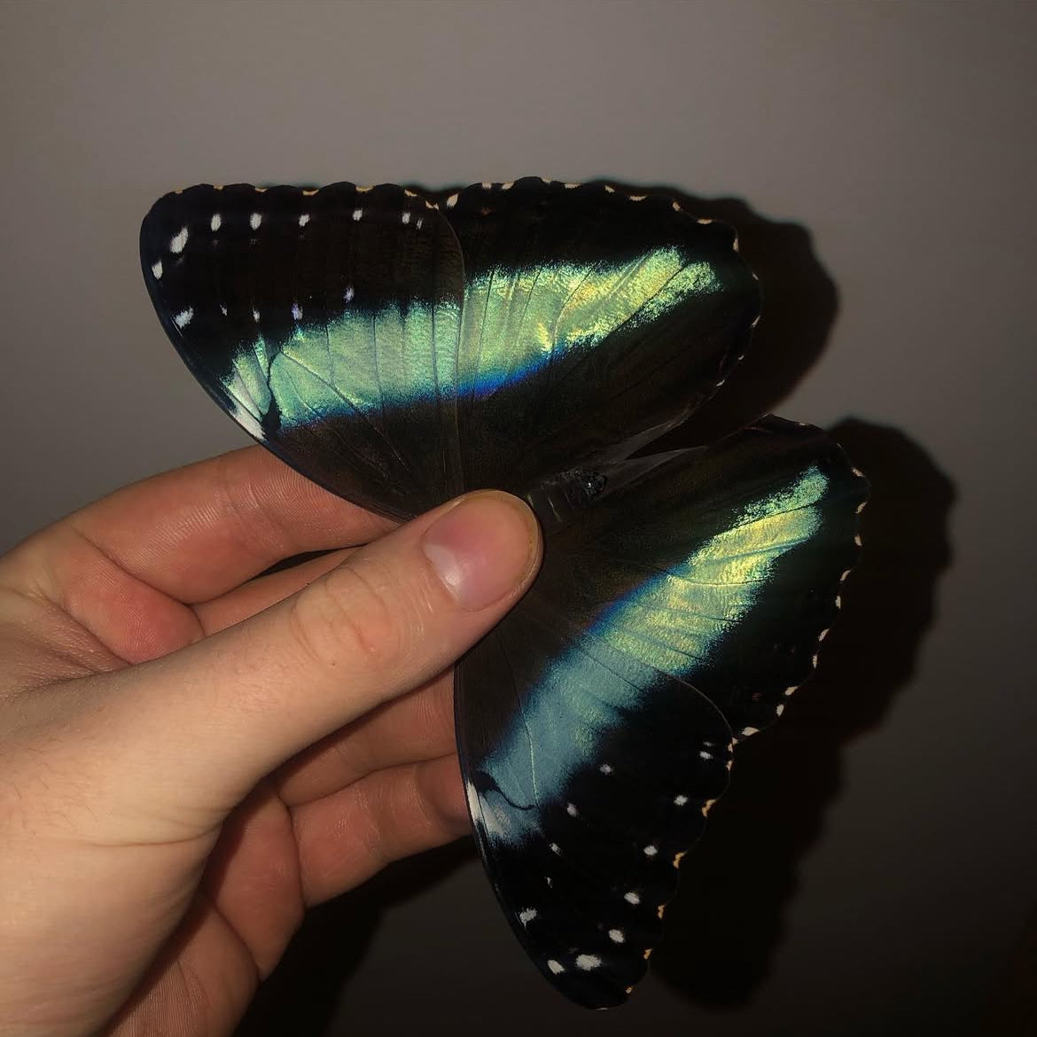 Live butterflies and moths for sale online UK. Order eggs, caterpillars, pupae, and cocoons. Watch the lifecycle unfold with insects to rear at home!