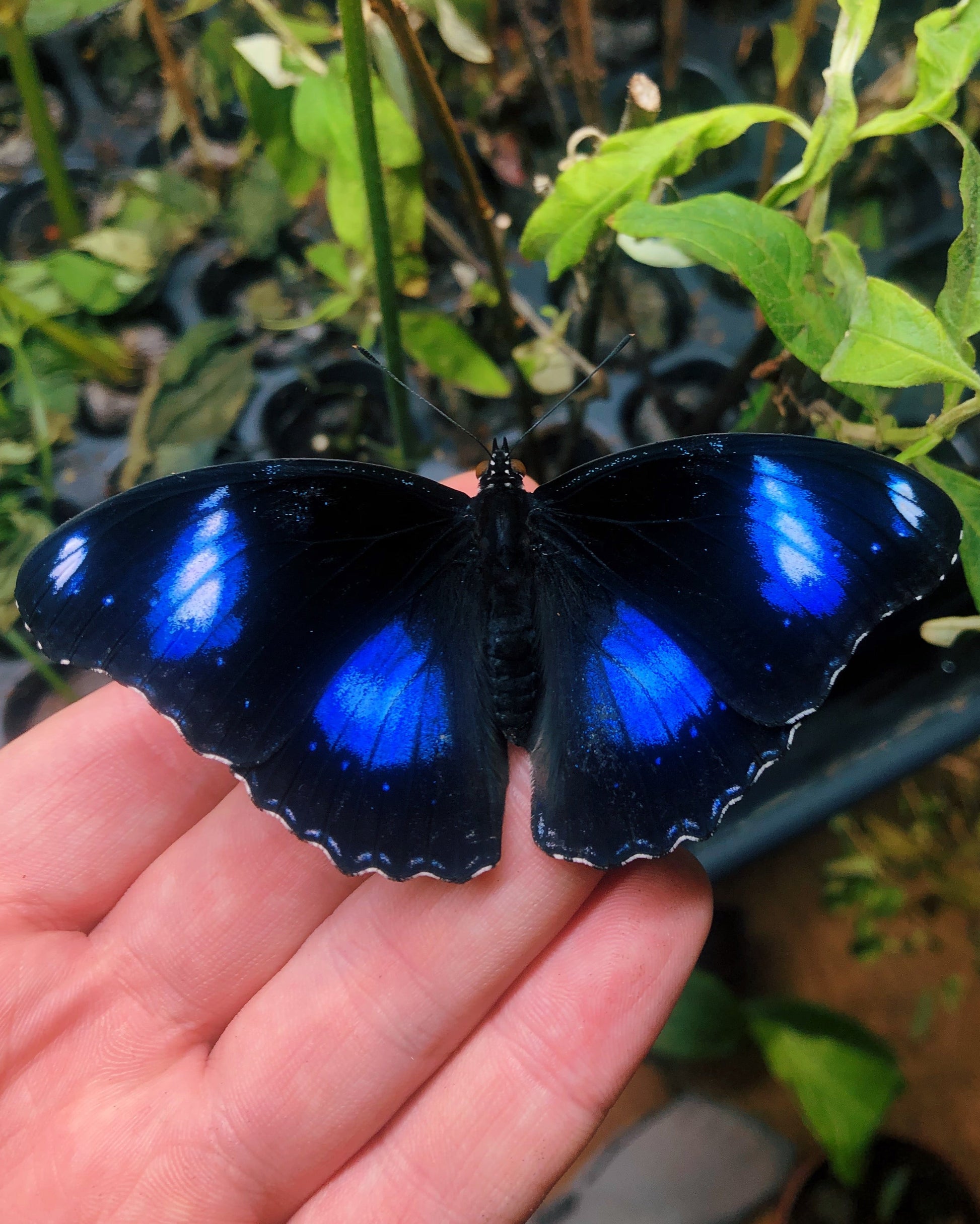 Live butterflies and moths for sale online UK. Order eggs, caterpillars, pupae, and cocoons. Watch the lifecycle unfold with insects to rear at home!