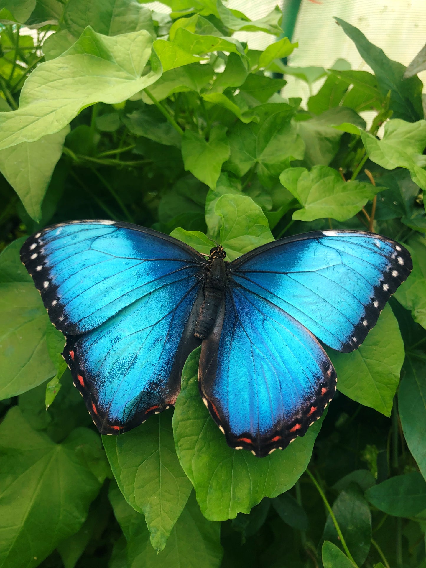 Live butterflies and moths for sale online UK. Order eggs, caterpillars, pupae, and cocoons. Watch the lifecycle unfold with insects to rear at home!