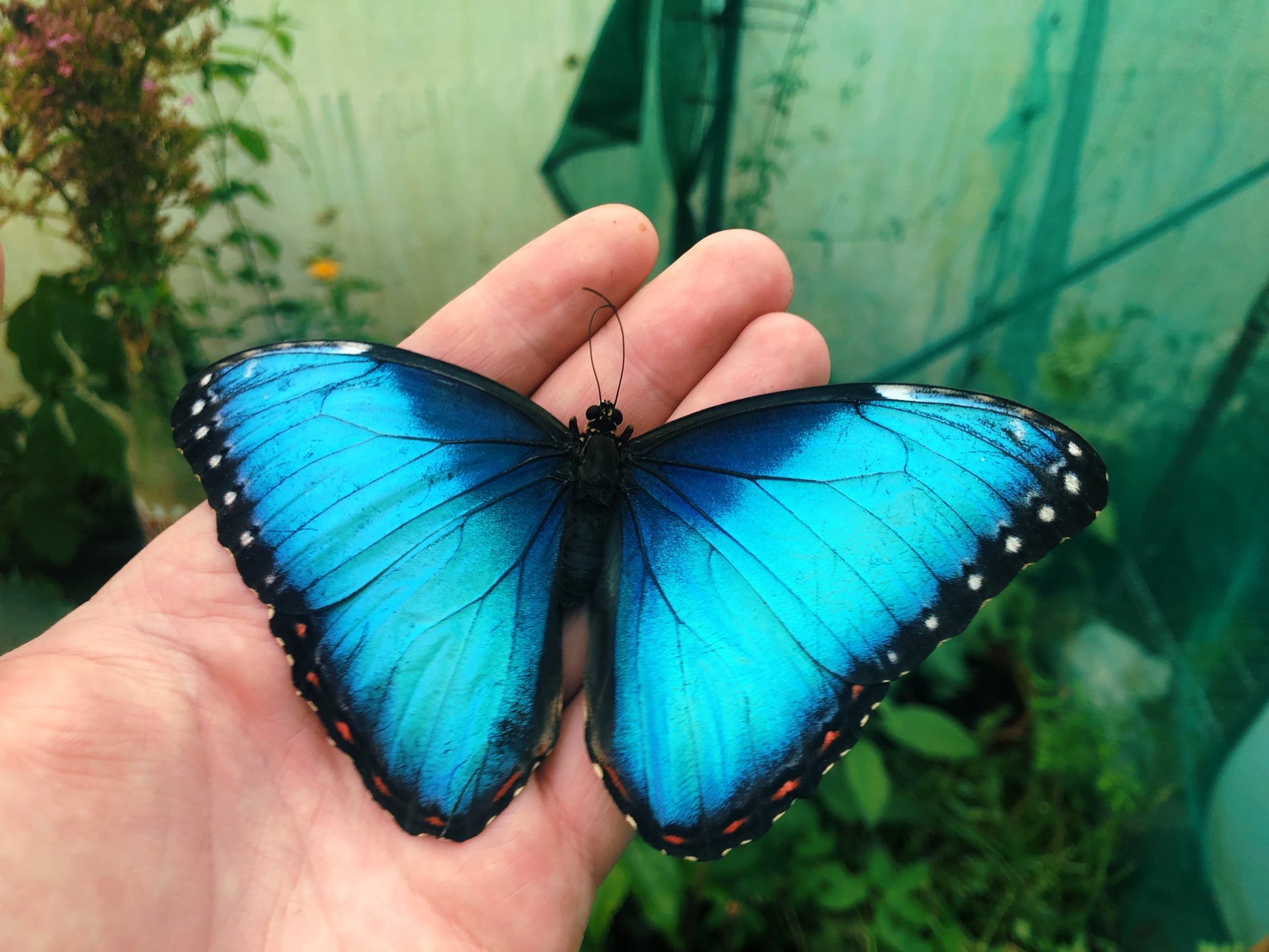 Live butterflies and moths for sale online UK. Order eggs, caterpillars, pupae, and cocoons. Watch the lifecycle unfold with insects to rear at home!